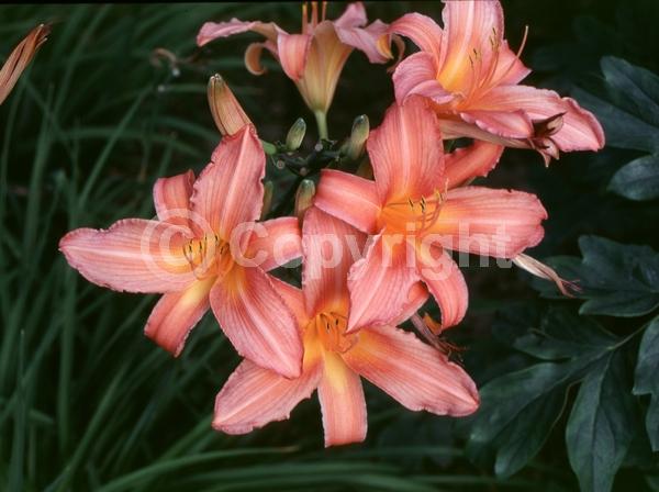 Pink blooms; Deciduous