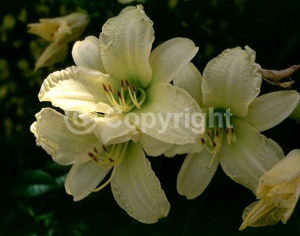 Yellow blooms; Deciduous