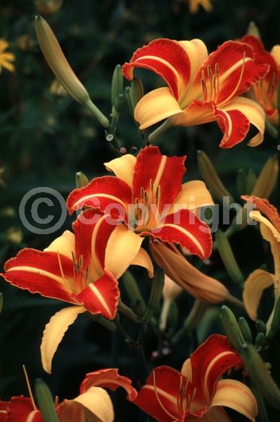 Orange blooms; Yellow blooms; Deciduous; Broadleaf