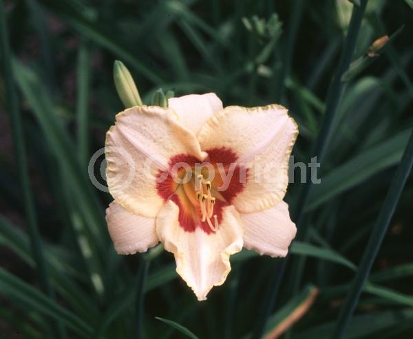 Pink blooms; Deciduous