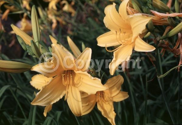 Yellow blooms; Deciduous