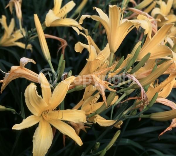 Yellow blooms; Deciduous