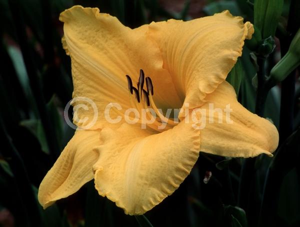 Orange blooms; Deciduous; Broadleaf