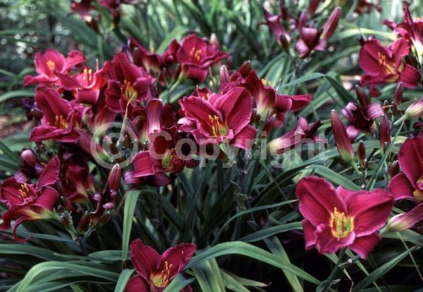 Purple blooms; Deciduous