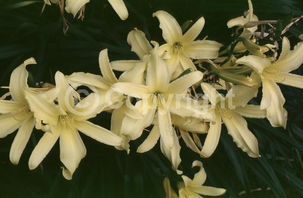 Yellow blooms; Deciduous