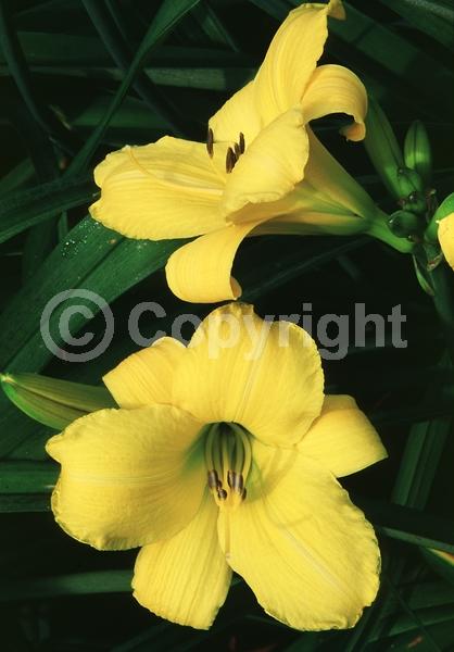 Yellow blooms; Deciduous; Broadleaf