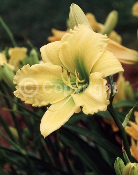 Yellow blooms; Deciduous; Broadleaf