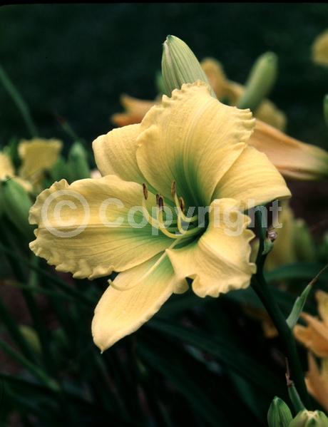 Yellow blooms; Deciduous; Broadleaf