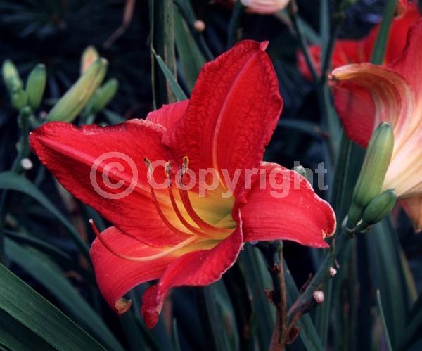 Red blooms; Deciduous; Broadleaf