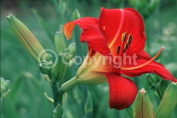 Red blooms; Deciduous; Broadleaf
