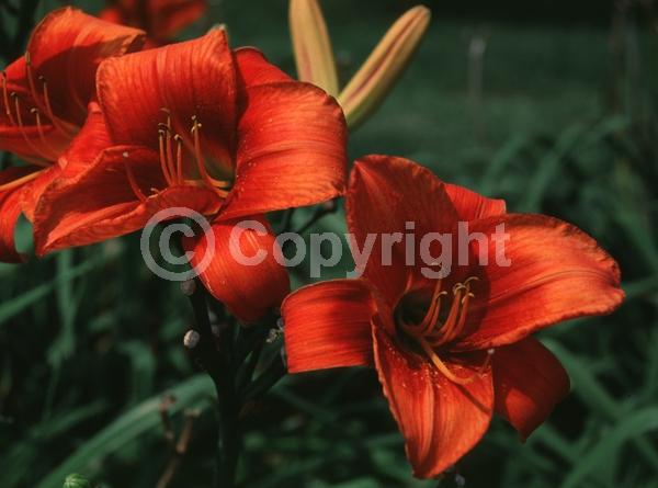Red blooms; Deciduous; Broadleaf