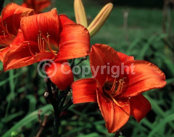 Red blooms; Deciduous; Broadleaf