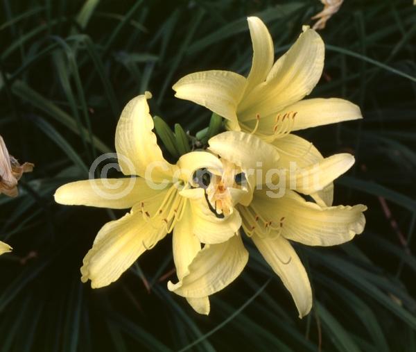 Yellow blooms; Deciduous; Broadleaf