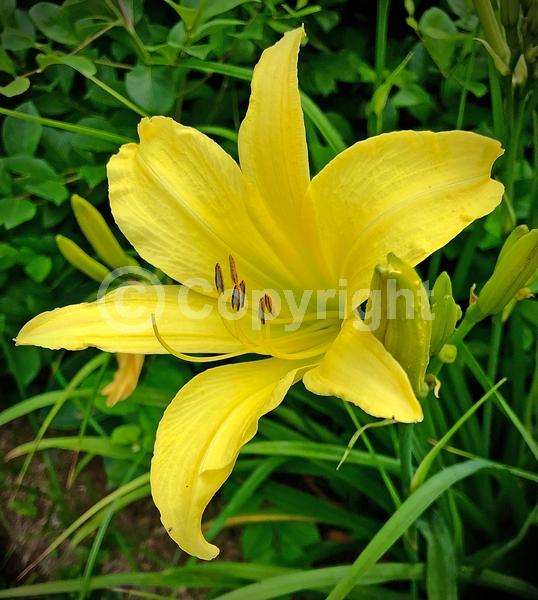 Yellow blooms; Deciduous; Broadleaf