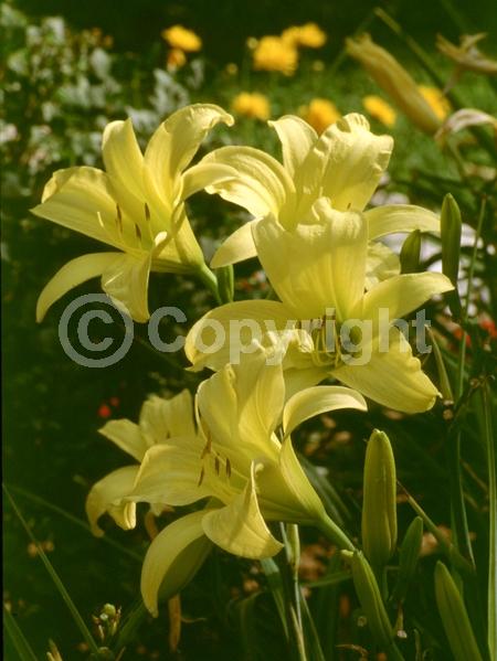 Yellow blooms; Deciduous; Broadleaf