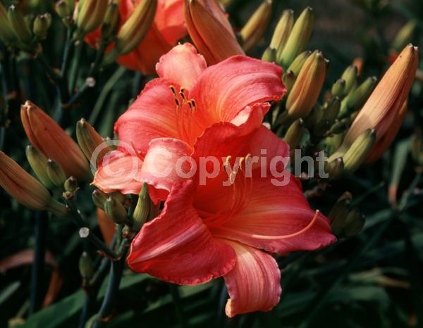 Pink blooms; Deciduous; Broadleaf