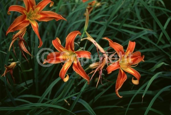 Red blooms; Deciduous