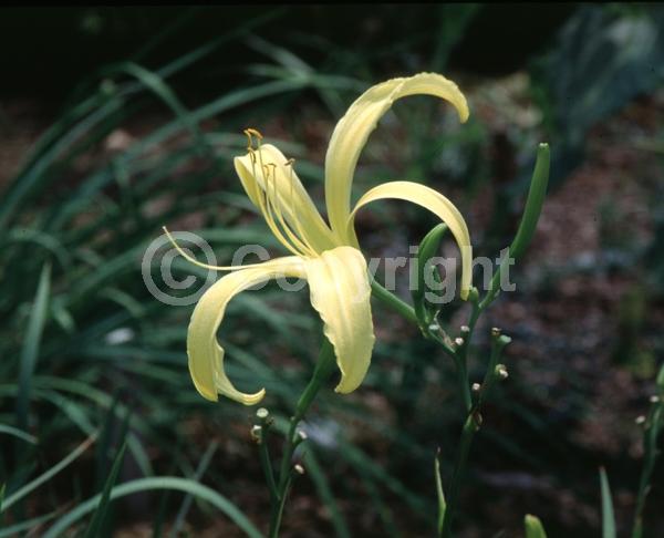 Yellow blooms; Deciduous; Broadleaf