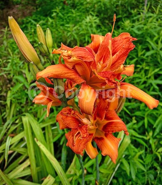 Orange blooms; Deciduous; Broadleaf