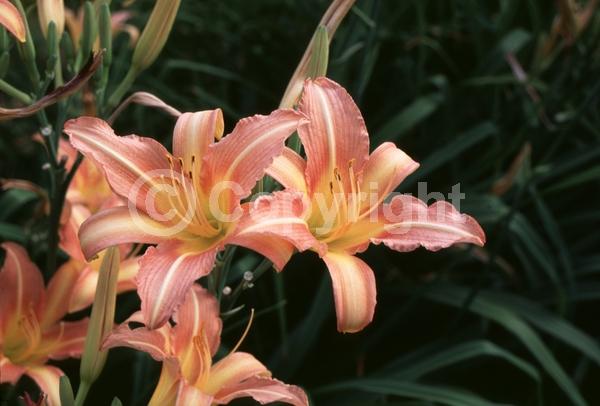 Pink blooms; Deciduous