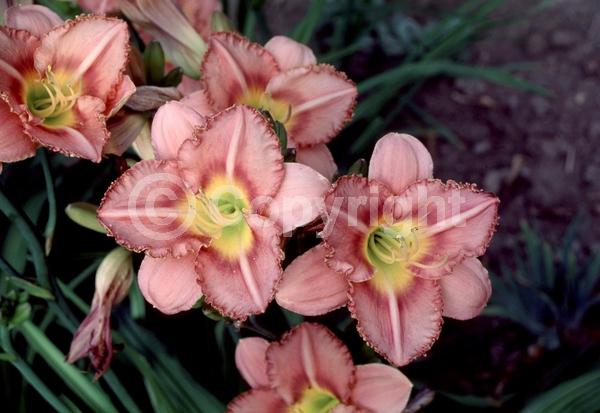Lavender blooms; Deciduous