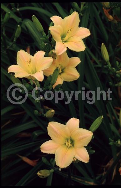 Orange blooms; Deciduous; Broadleaf