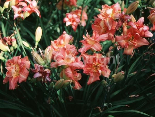 Orange blooms; Deciduous