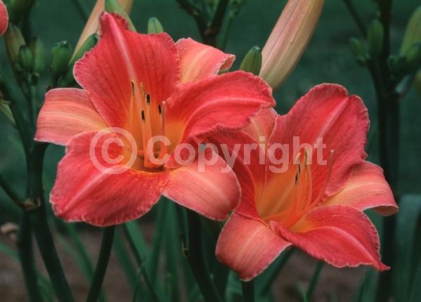 Red blooms; Deciduous; Broadleaf