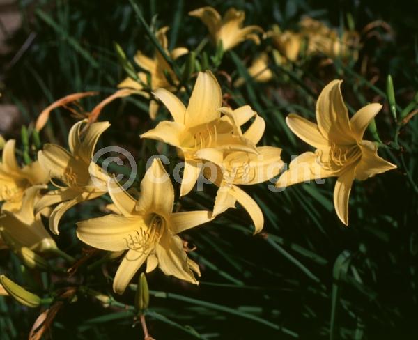 Yellow blooms; Deciduous