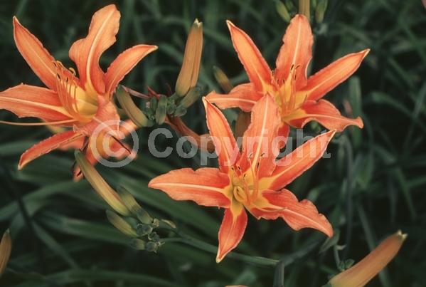 Orange blooms; Deciduous