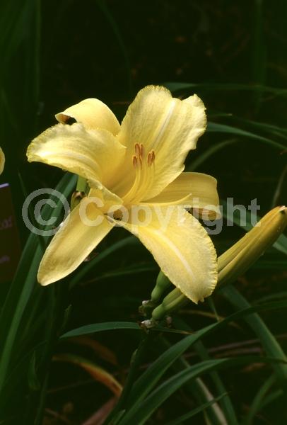 Yellow blooms; Semi-evergreen; Deciduous; Broadleaf