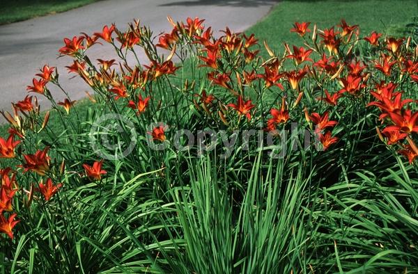 Red blooms; Deciduous