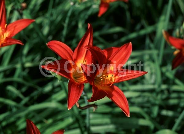 Red blooms; Deciduous