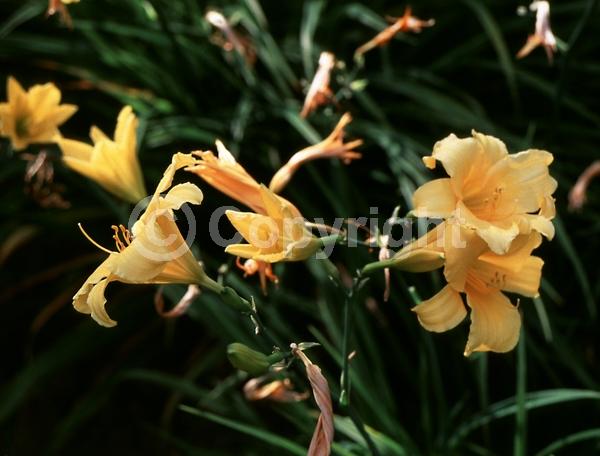 Yellow blooms; Deciduous
