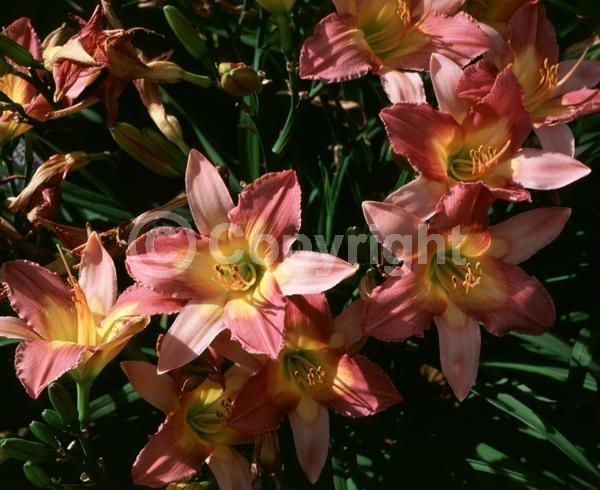 Pink blooms; Deciduous