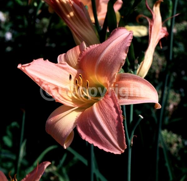 Pink blooms; Deciduous
