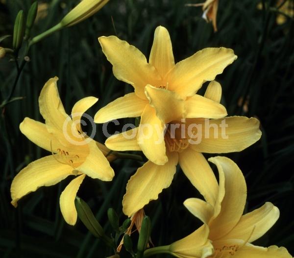 Yellow blooms; Deciduous