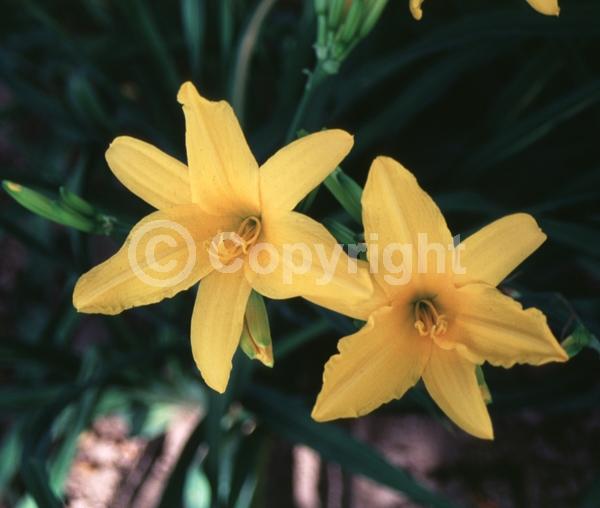 Orange blooms; Deciduous