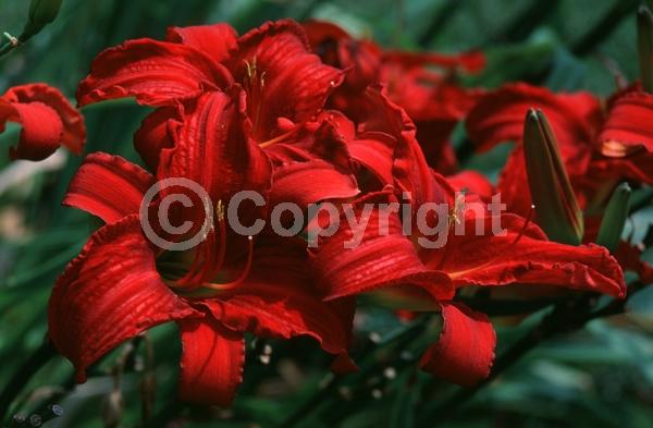 Red blooms; Deciduous; Broadleaf