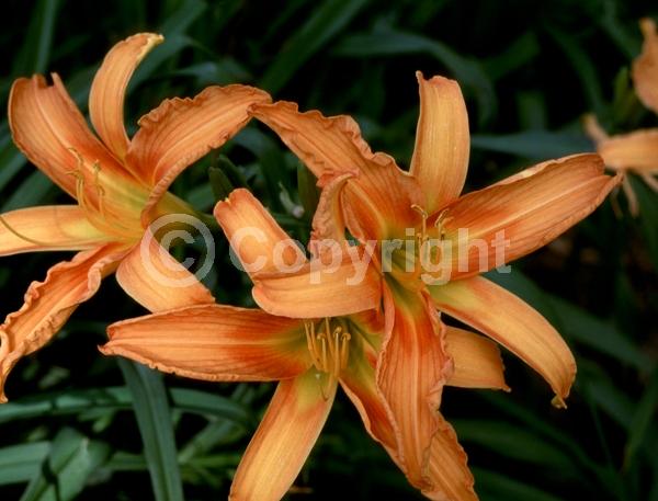 Orange blooms; Deciduous