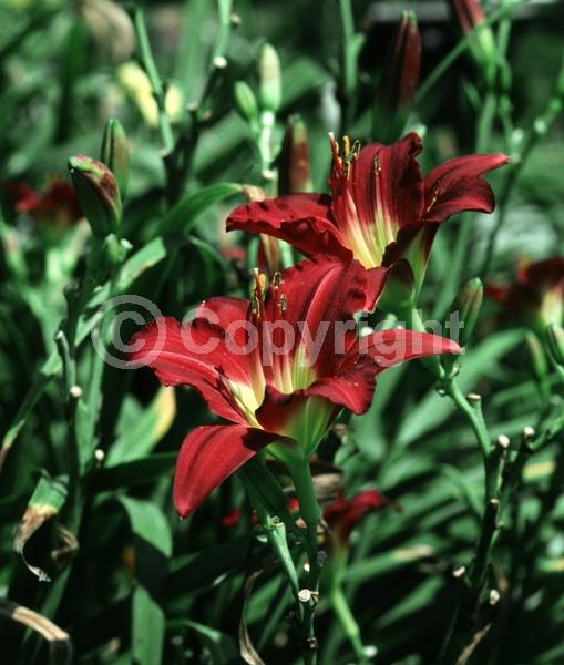 Red blooms; Deciduous; Broadleaf