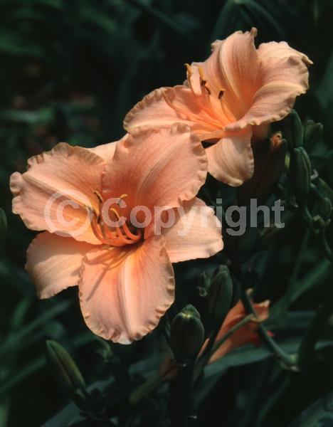Orange blooms; Deciduous; Broadleaf