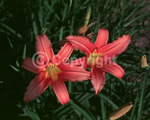 Pink blooms; Deciduous