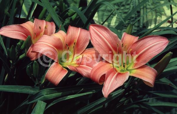 Pink blooms; Deciduous; Broadleaf