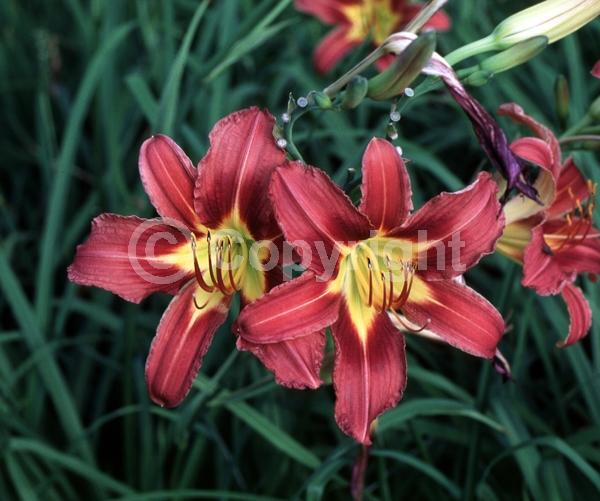 Red blooms; Deciduous