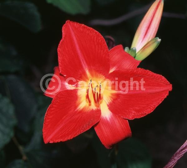 Red blooms; Deciduous