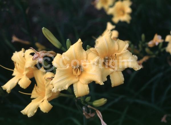 Yellow blooms; Deciduous