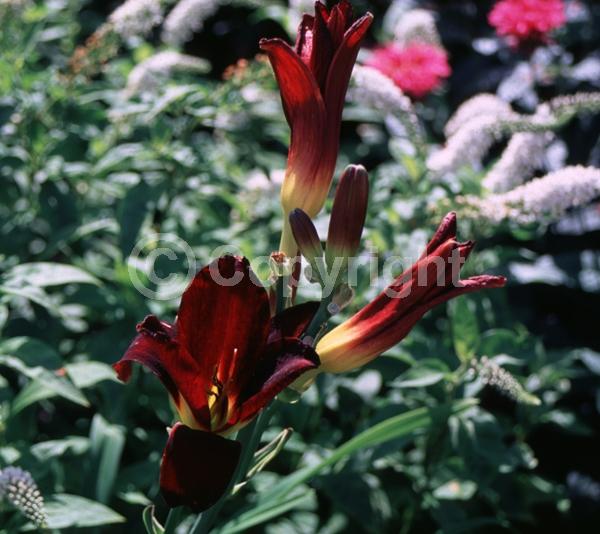 Red blooms; Deciduous