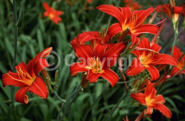 Red blooms; Deciduous