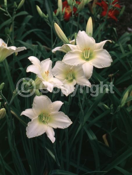 White blooms; Deciduous; Broadleaf